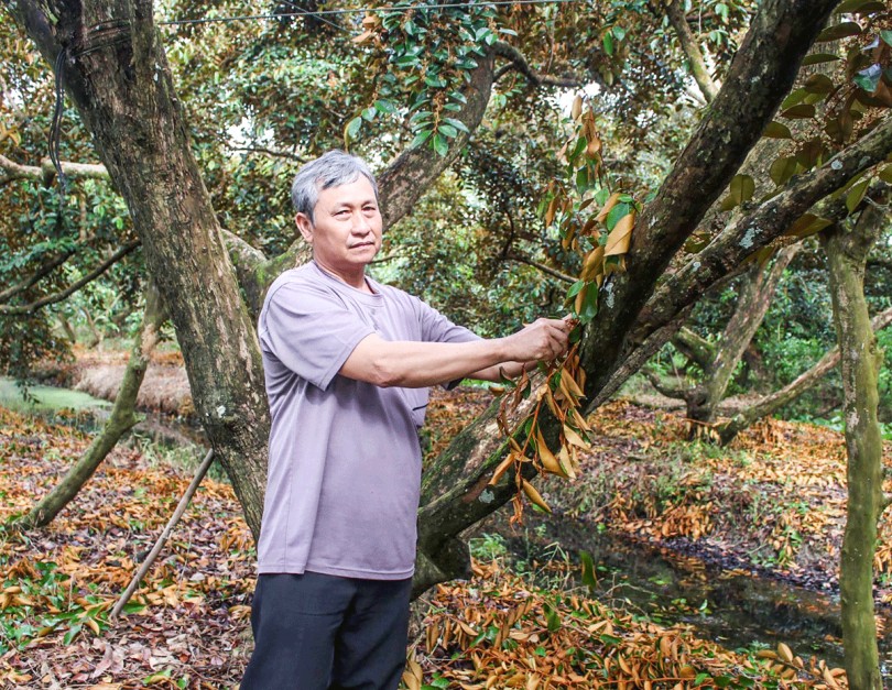Liên kết phát triển sản xuất 