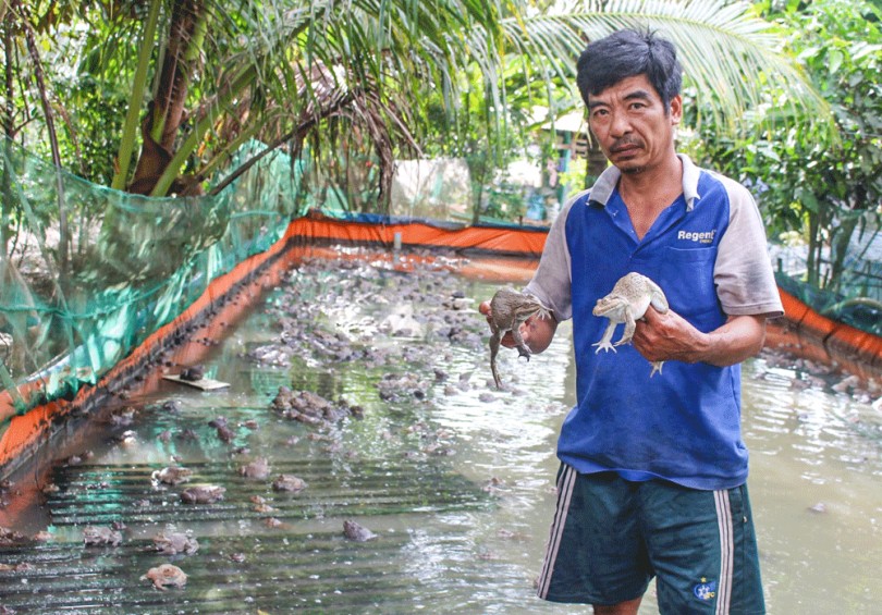 Thành "triệu phú" nhờ nuôi ếch