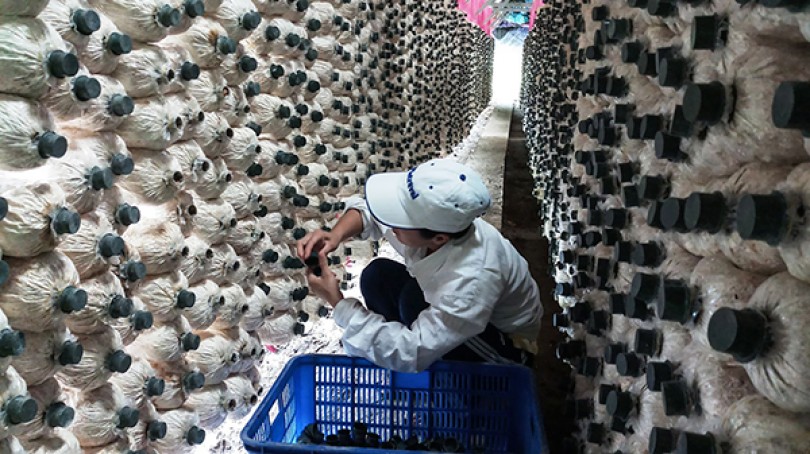 Kết nối sản xuất và tiêu thụ nông sản sạch, an toàn