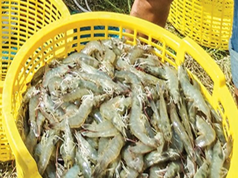 Hồi hộp chờ giá tôm