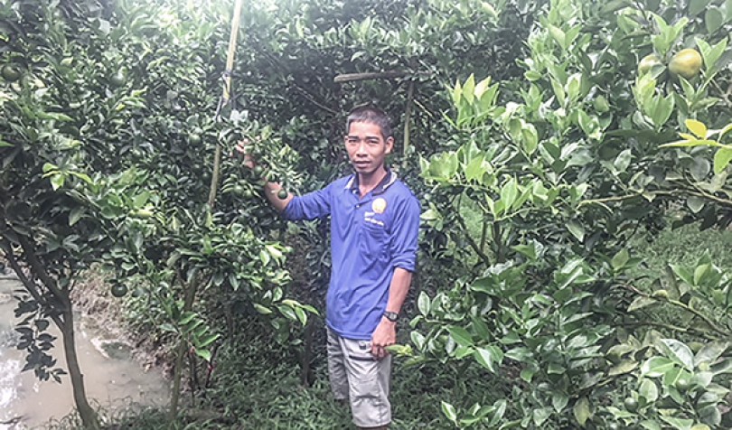 Triệu phú quýt đường