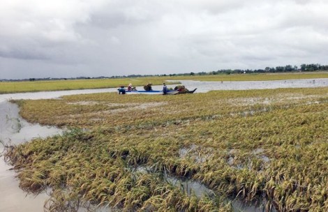 Lũ sớm uy hiếp gần 500 ha lúa vùng đầu nguồn An Giang