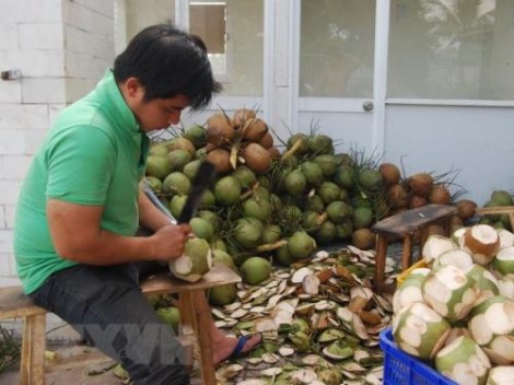 Trà Vinh nâng cấp chuỗi giá trị cây dừa