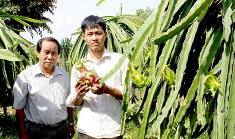 Thu nhập cao nhờ trồng thanh long ruột đỏ