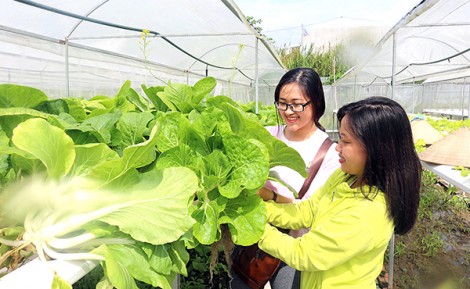 Khám phá

Cần Thơ Farm