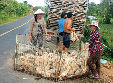 Giá vịt thịt tăng