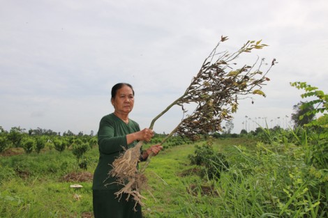 Nông dân lao đao vì quýt “rủ nhau” chết hàng loạt