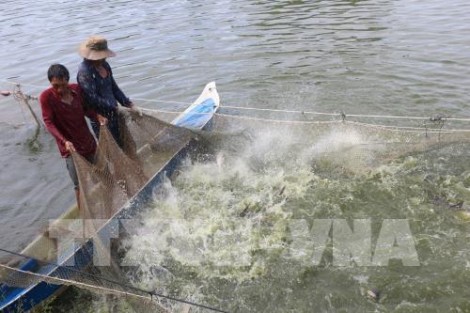 Đồng Tháp hoàn thiện chuỗi sản xuất giống cá tra 3 cấp