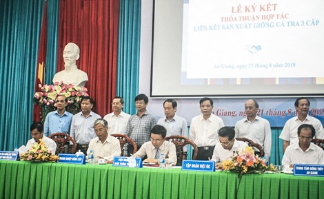 Thúc đẩy ngành cá tra phát triển ổn định, bền vững