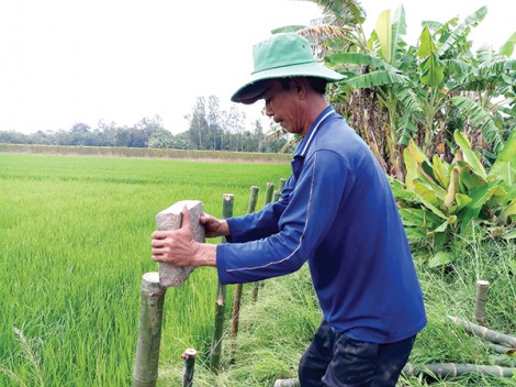Vĩnh Thạnh bảo vệ lúa thu đông mùa lũ