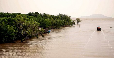 Bàn giải pháp phát triển kinh tế bền vững gắn bảo tồn tài nguyên rừng vùng ĐBSCL