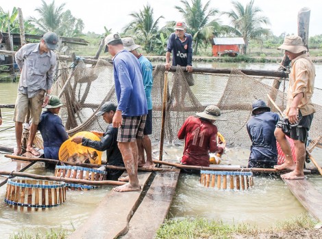 Giá cá tra nguyên liệu xuất khẩu và cá giống giảm