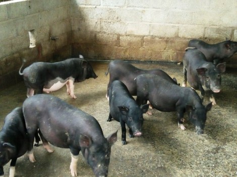 Ngăn chặn nguy cơ xâm nhiễm bệnh Dịch tả lợn Châu Phi vào Việt Nam