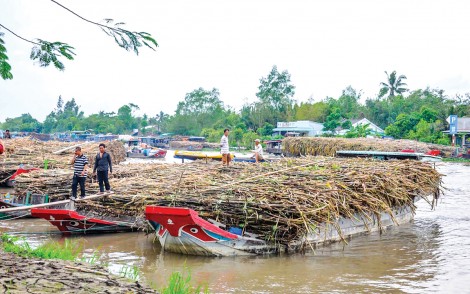Mía đường cạnh tranh trong thế khó