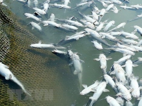 Kiên Giang: Nước ngọt đổ ra biển khiến cá lồng bè chết hàng loạt