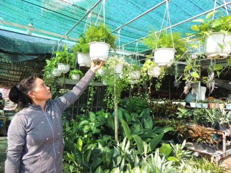 Hoa treo- Cho không gian sống thêm sắc màu