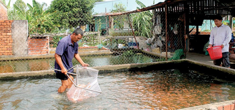 Cần Thơ ứng dụng công nghệ mới vào sản xuất giống thủy sản