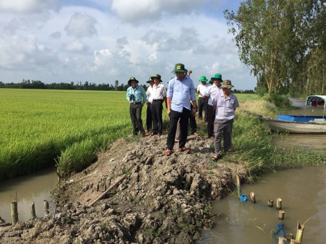 Tăng cường gia cố đê bao, bảo vệ lúa thu đông tại huyện Vĩnh Thạnh