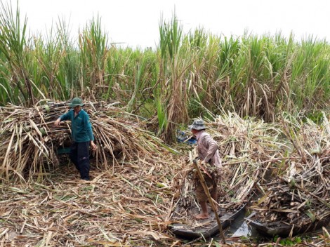 1.000 ha mía ở Hậu Giang nguy cơ bị ngập lũ