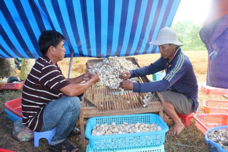 Nấm rơm tăng giá