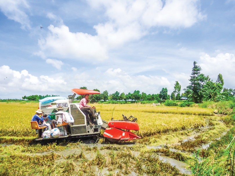 Thúc đẩy liên kết sản xuất và tiêu thụ nông sản chủ lực