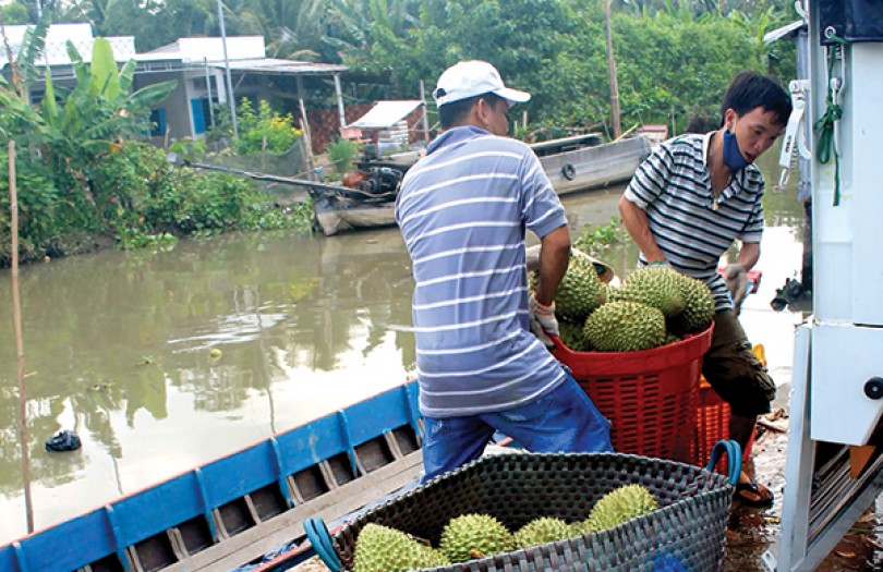 Thận trọng khi mở rộng

diện tích trồng sầu riêng