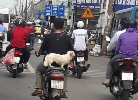 Nguy hiểm khi đi xe máy chở theo thú cưng