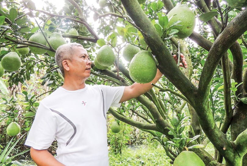 Nông nghiệp ĐBSCL chuyển mình với công nghệ 4.0 Bài 1:  Giải mã ưu thế "vàng"  vùng châu thổ