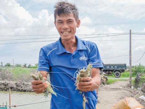 Xuất khẩu tôm phục hồi, nhưng vẫn cần thận trọng!