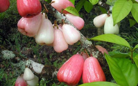 Trái mận - dược liệu tự nhiên 
của sức khỏe