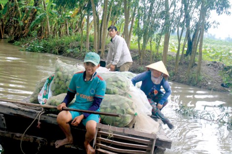 Cờ Đỏ nâng cao hiệu quả sản xuất nông nghiệp