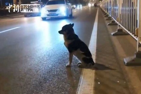 Chó đợi chủ quá cố suốt 80 ngày