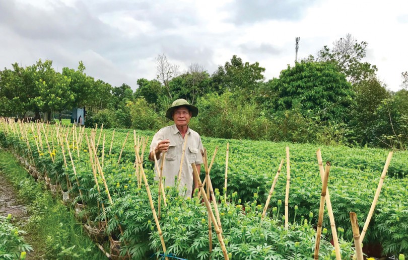 Làng hoa kiểng vào mùa