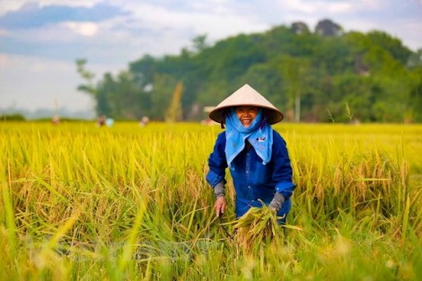 Ngày 11-12, bắt đầu Đại hội đại biểu toàn quốc Hội Nông dân Việt Nam lần thứ VII
