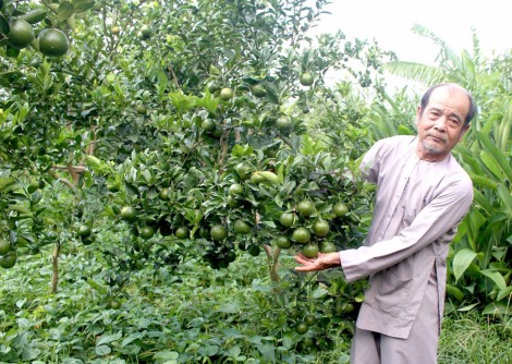 Mạnh dạn chuyển đổi cây trồng