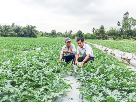 Làm giàu bằng cây màu trên đất ruộng