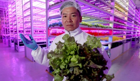 Nông nghiệp 4.0 ở Hồng Công