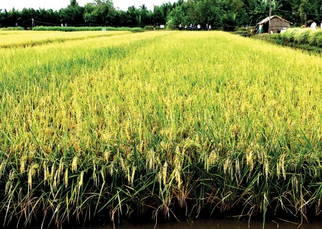 Phát triển mô hình tôm càng xanh - lúa ở ĐBSCL
