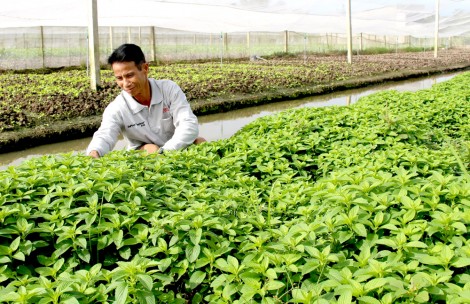 Nhân rộng mô hình trồng rau màu trong nhà lưới