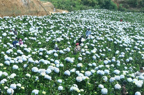 Vi vu ngoại ô Đà Lạt
