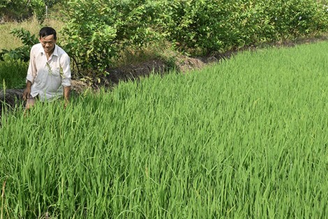 Diện mạo xã nông thôn mới Tân Thạnh