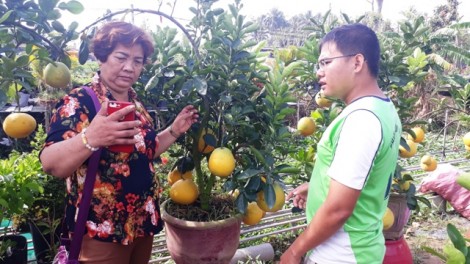 Bưởi Diễn xuất hiện ở TP.Sa Đéc, nhiều khách hàng “săn” mua