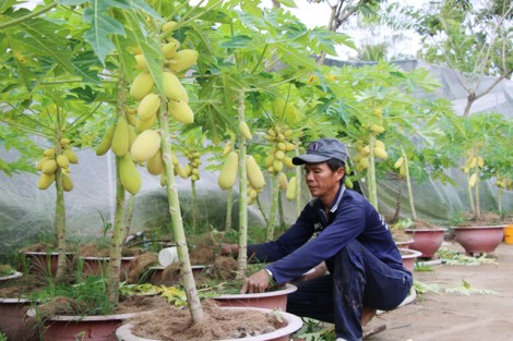 Đu đủ vàng lên chậu hút khách dịp Tết Nguyên đán