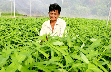 Liên kết, hợp tác tăng giá trị nông sản