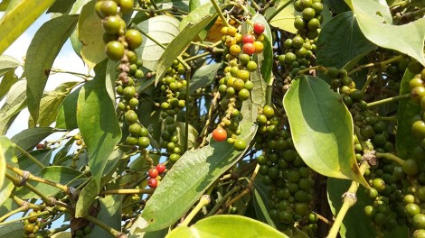 Một số lưu ý về thị trường nông sản