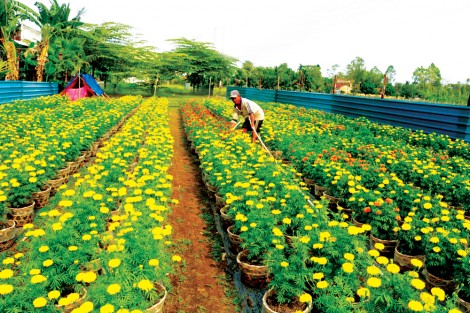 Thới Lai quyết tâm đảm bảo thắng lợi vụ đông xuân
