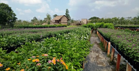 Sa Đéc phát triển du lịch

gắn với làng nghề trồng hoa