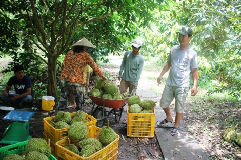 Sầu riêng tăng giá