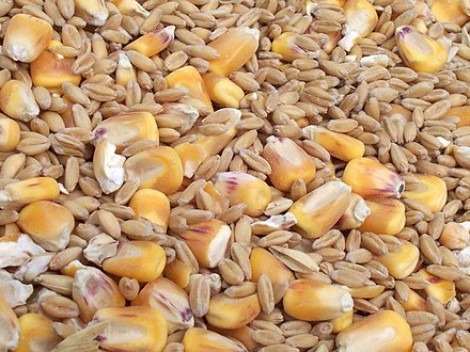 18 sản phẩm thức ăn chăn nuôi theo tập quán