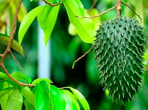 Công dụng chữa bệnh của lá

mãng cầu xiêm